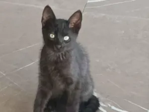 Gato raça SRD-ViraLata idade 2 a 6 meses nome Naná, Amora, Lili e Pantera 
