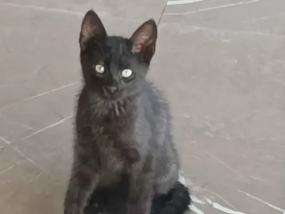 Gato raça SRD-ViraLata idade 2 a 6 meses nome Naná, Amora, Lili e Pantera 