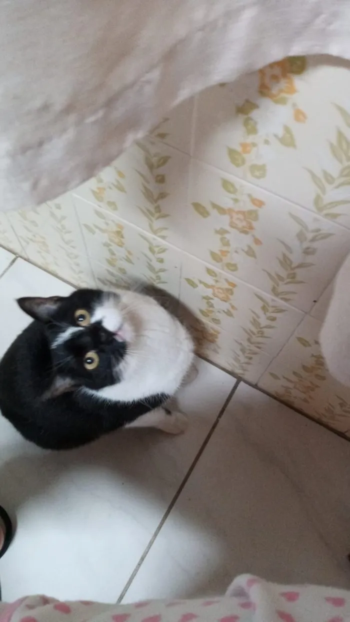 Gato raça SRD-ViraLata idade 6 ou mais anos nome Pequeninha