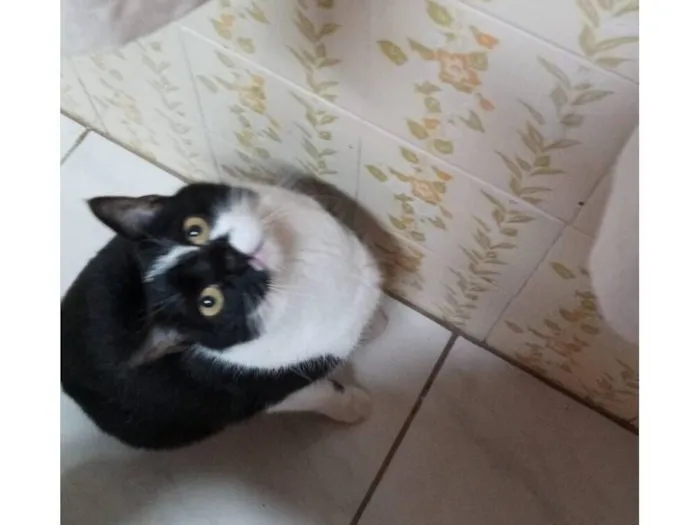 Gato raça SRD-ViraLata idade 6 ou mais anos nome Pequeninha