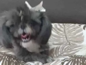 Cachorro raça Shitzu idade 3 anos nome Amora
