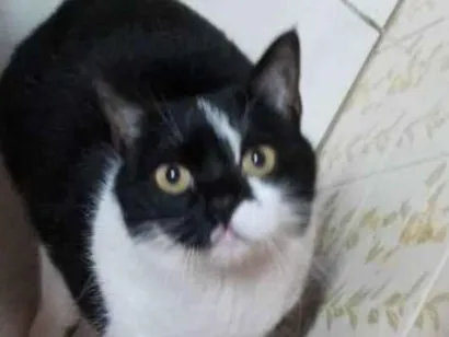 Gato raça SRD-ViraLata idade 6 ou mais anos nome Pequeninha