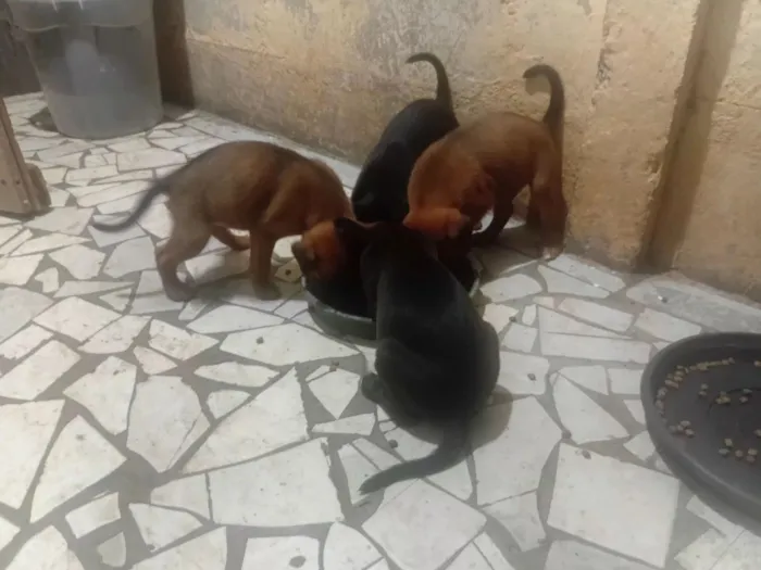 Cachorro raça SRD-ViraLata idade Abaixo de 2 meses nome Sem nomes 