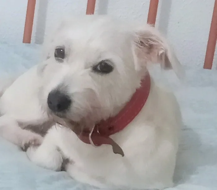 Cachorro raça SRD-ViraLata idade 4 anos nome Baby 