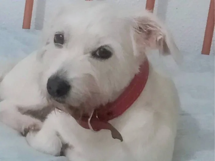Cachorro raça SRD-ViraLata idade 4 anos nome Baby 