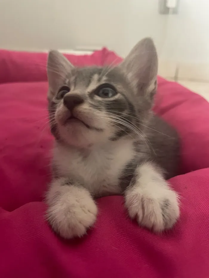 Gato raça SRD-ViraLata idade Abaixo de 2 meses nome Fifinho