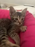 Gato raça SRD-ViraLata idade Abaixo de 2 meses nome Fifinha 