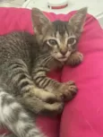 Gato raça SRD-ViraLata idade Abaixo de 2 meses nome Fifinha 