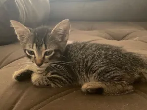 Gato raça SRD-ViraLata idade Abaixo de 2 meses nome Fifinha 