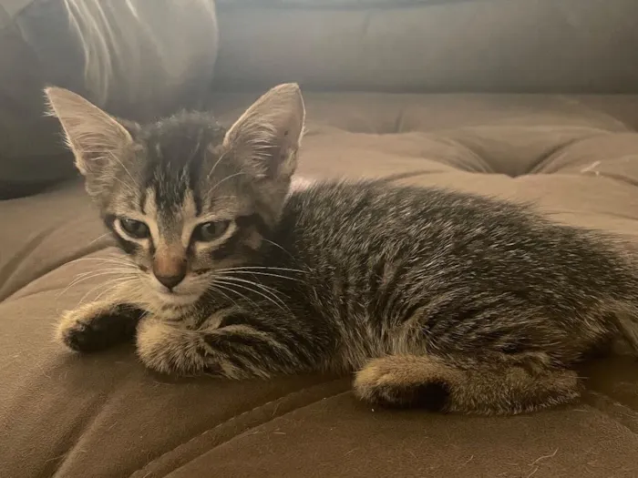 Gato raça SRD-ViraLata idade Abaixo de 2 meses nome Fifinha 