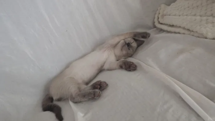 Gato raça SRD-ViraLata idade 2 a 6 meses nome Sem nome