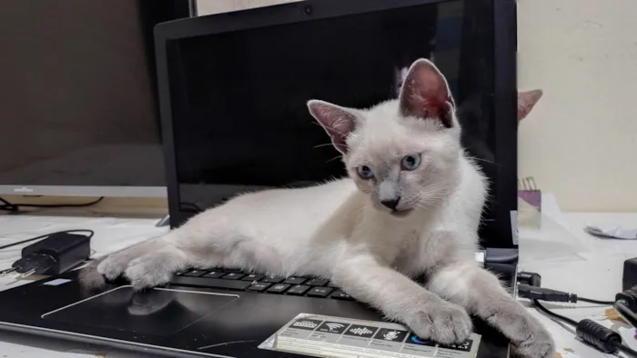 Gato raça SRD-ViraLata idade 2 a 6 meses nome Sem nome