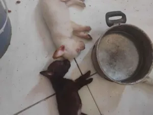 Cachorro raça SRD-ViraLata idade Abaixo de 2 meses nome ALINE BILLE GREGORIO