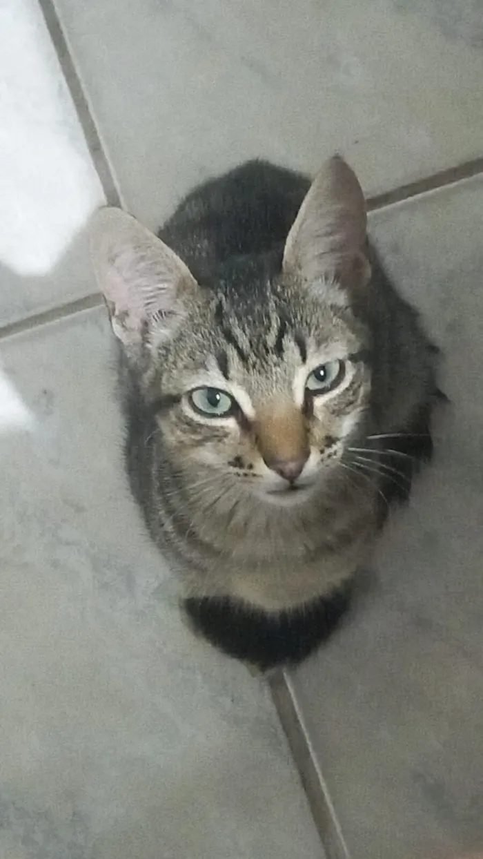 Gato raça SRD-ViraLata idade 2 a 6 meses nome Pulga