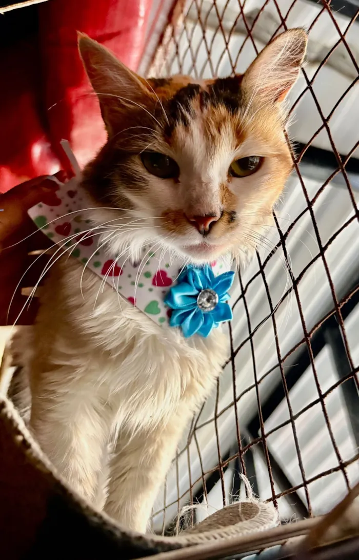 Gato raça SRD-ViraLata idade 7 a 11 meses nome Maria Flor 