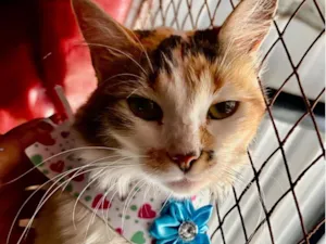 Gato raça SRD-ViraLata idade 7 a 11 meses nome Maria Flor 