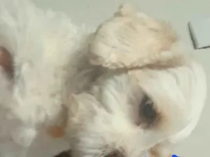 Cachorro raça Shitzu idade 3 anos nome DUDU