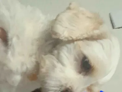 Cachorro raça Shitzu idade 3 anos nome DUDU