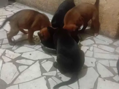 Cachorro raça SRD-ViraLata idade Abaixo de 2 meses nome Sem nomes 
