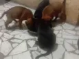 Cachorro raça SRD-ViraLata idade Abaixo de 2 meses nome Sem nomes 