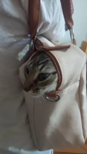 Gato raça SRD-ViraLata idade 2 a 6 meses nome Pulga