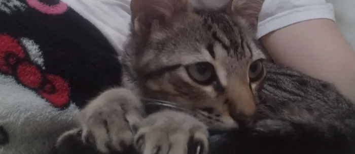 Gato raça SRD-ViraLata idade 2 a 6 meses nome Pulga