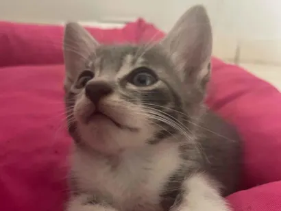 Gato raça SRD-ViraLata idade Abaixo de 2 meses nome Fifinho