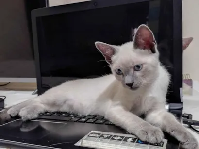 Gato raça SRD-ViraLata idade 2 a 6 meses nome Sem nome