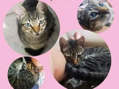 Gato raça SRD-ViraLata idade 2 a 6 meses nome Pulga