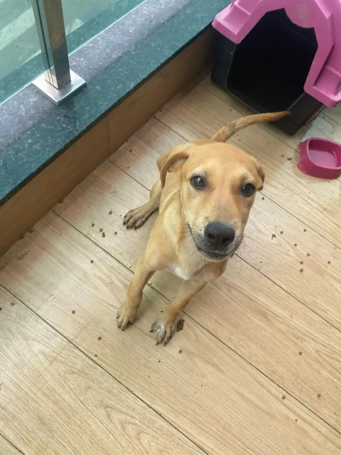 Cachorro raça SRD-ViraLata idade 2 a 6 meses nome Mel