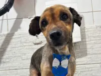 Cachorro raça SRD-ViraLata idade 3 anos nome Jeremias 