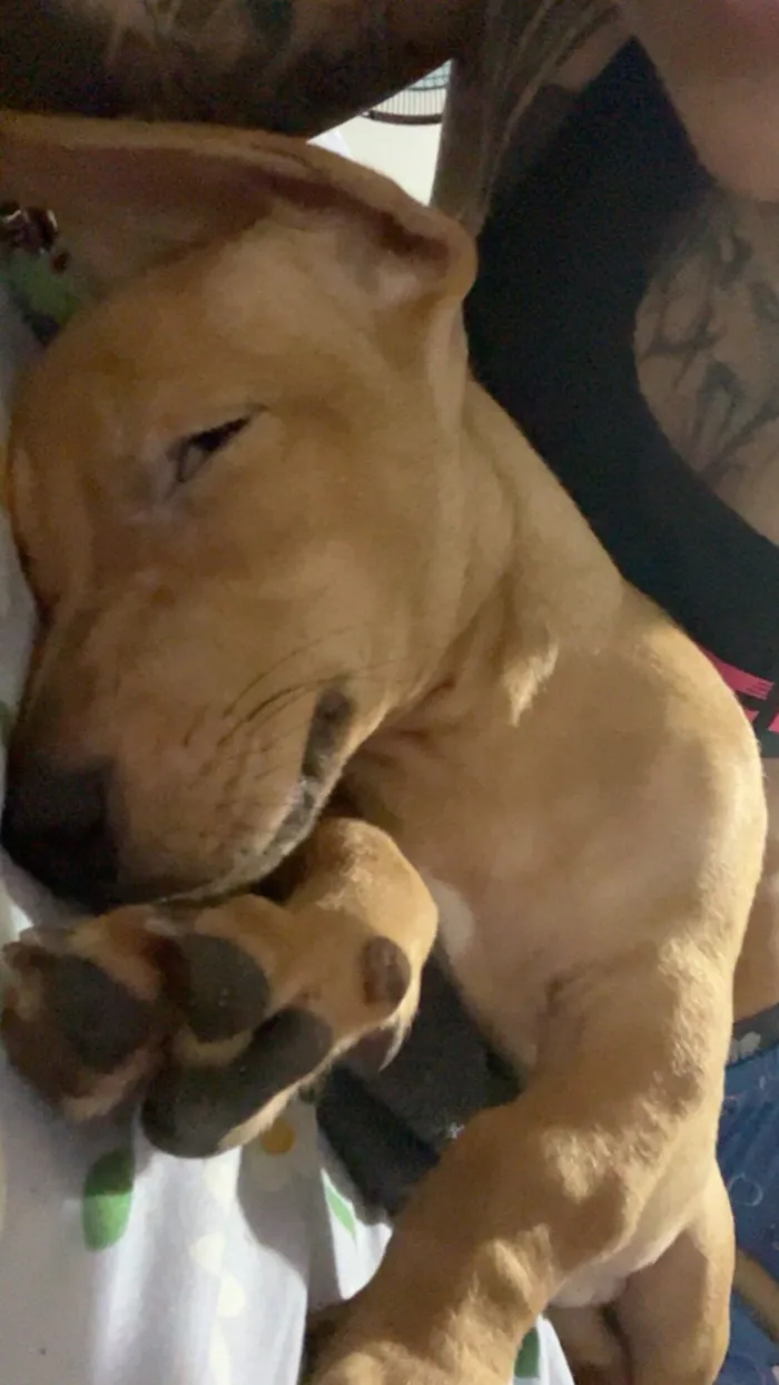 Cachorro raça SRD-ViraLata idade 2 a 6 meses nome Salchicha 