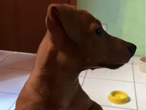 Cachorro raça SRD-ViraLata idade 2 a 6 meses nome Salchicha 