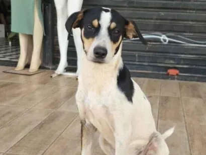 Cachorro raça SRD-ViraLata idade 1 ano nome Natalino
