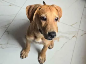 Cachorro raça SRD-ViraLata idade 2 a 6 meses nome Mel