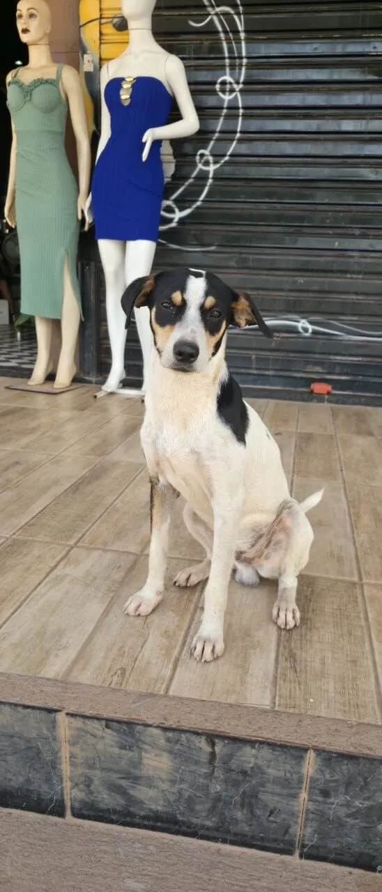 Cachorro raça SRD-ViraLata idade 1 ano nome Natalino