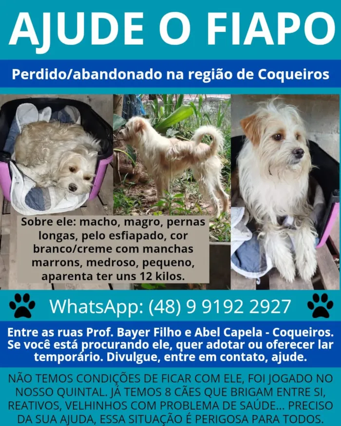 Cachorro raça SRD-ViraLata idade 1 ano nome Fiapo