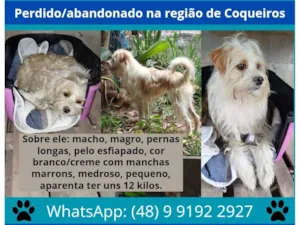 Cachorro raça SRD-ViraLata idade 1 ano nome Fiapo