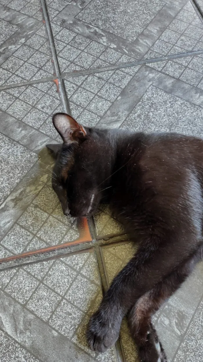 Gato raça SRD-ViraLata idade 1 ano nome Café