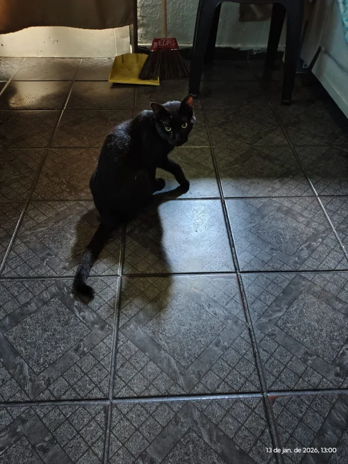 Gato raça SRD-ViraLata idade 1 ano nome Café