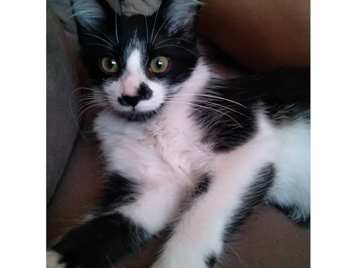 Gato raça SRD-ViraLata idade 2 a 6 meses nome Não tem