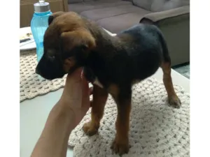 Cachorro raça SRD-ViraLata idade Abaixo de 2 meses nome Não tem