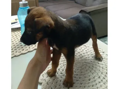 Cachorro raça SRD-ViraLata idade Abaixo de 2 meses nome Não tem