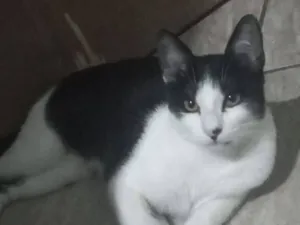 Gato raça SRD-ViraLata idade 2 a 6 meses nome Carretel