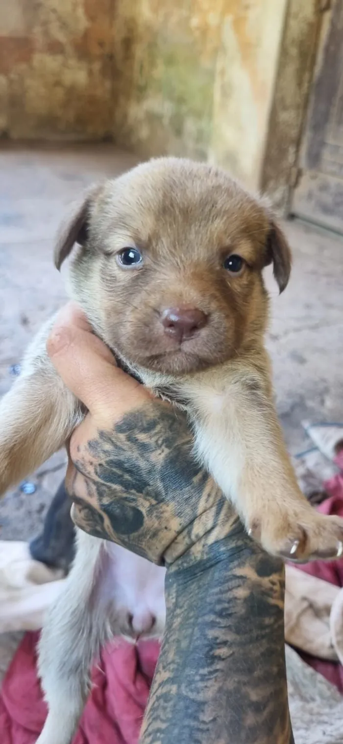 Cachorro raça SRD-ViraLata idade 2 a 6 meses nome 9 filhotes