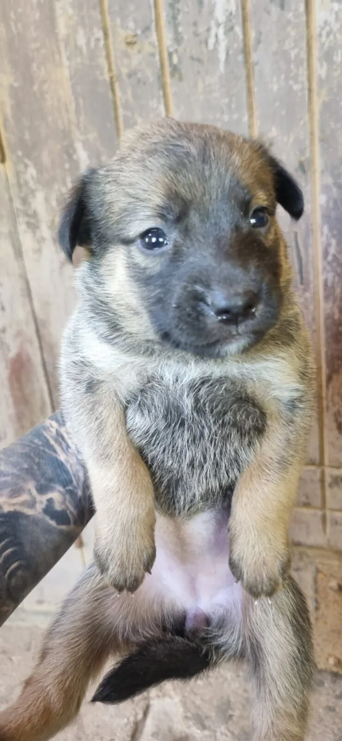 Cachorro raça SRD-ViraLata idade 2 a 6 meses nome 9 filhotes