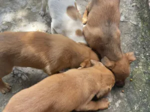 Cachorro raça SRD-ViraLata idade 2 a 6 meses nome Sem nome