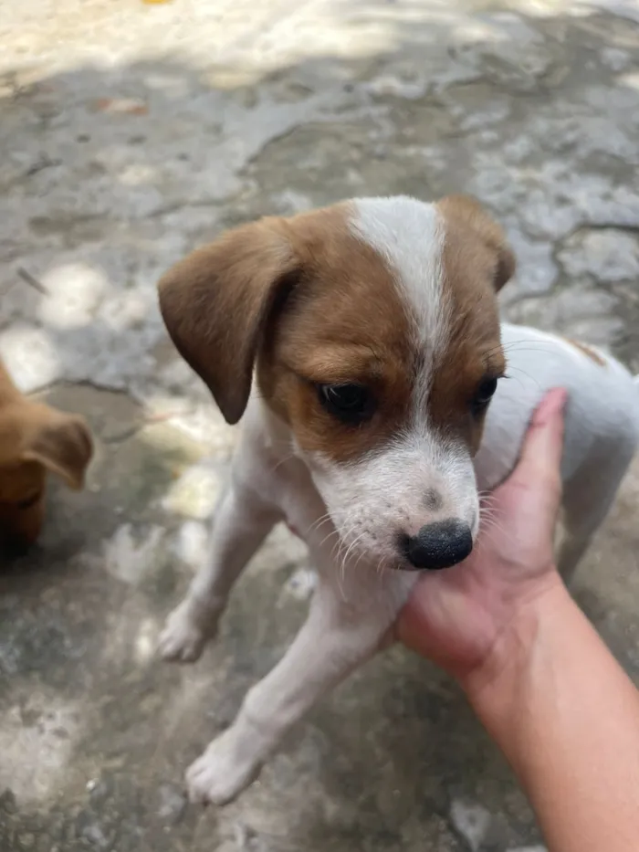 Cachorro raça SRD-ViraLata idade 2 a 6 meses nome Sem nome definido 