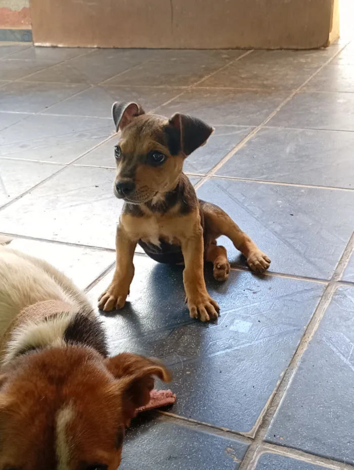 Cachorro raça SRD-ViraLata idade 2 a 6 meses nome Não tem nome