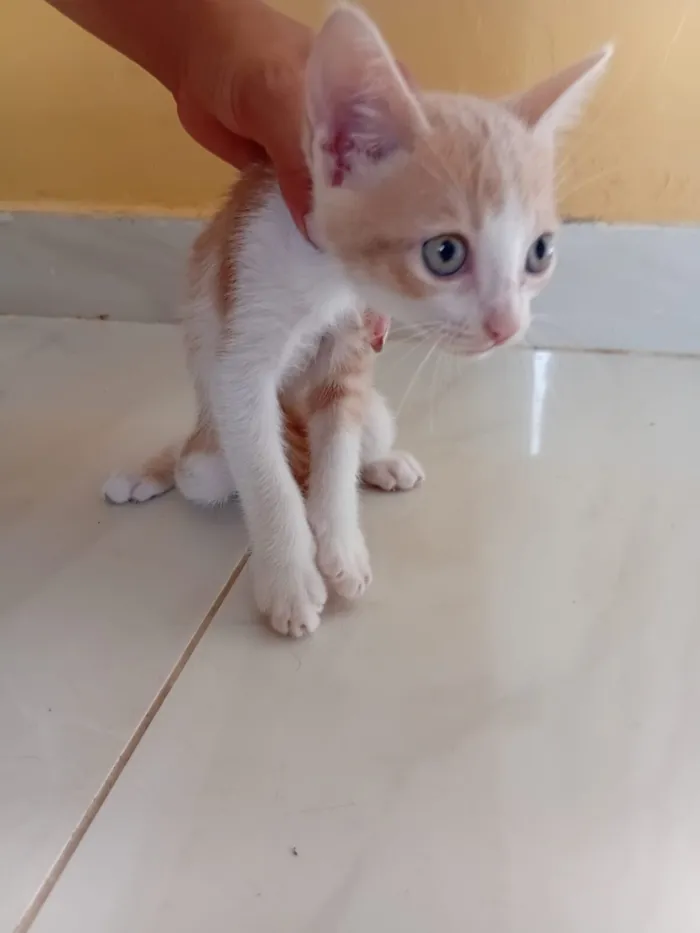 Gato raça SRD-ViraLata idade Abaixo de 2 meses nome Não tem